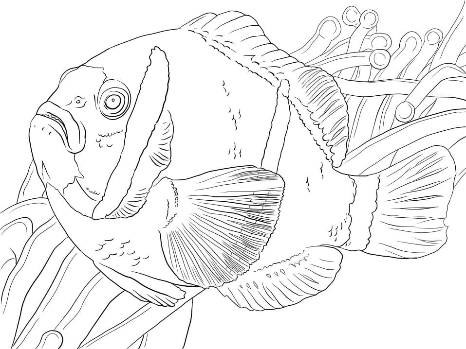 Svømmende Klovnefisk Tegninger til Farvelægning