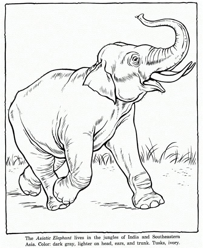 Den Asiatiske Elefant Tegninger til Farvelægning