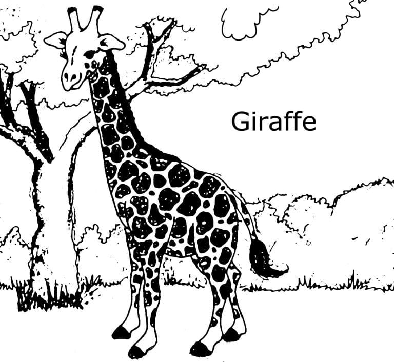 Den Vidunderlige Giraf Tegninger til Farvelægning