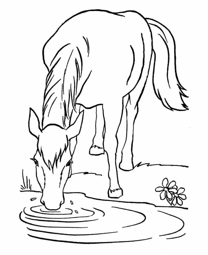 Drikkevand Til Hest Tegninger til Farvelægning