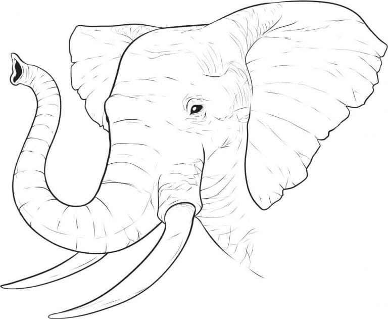 Elefant Ansigt Tegninger til Farvelægning