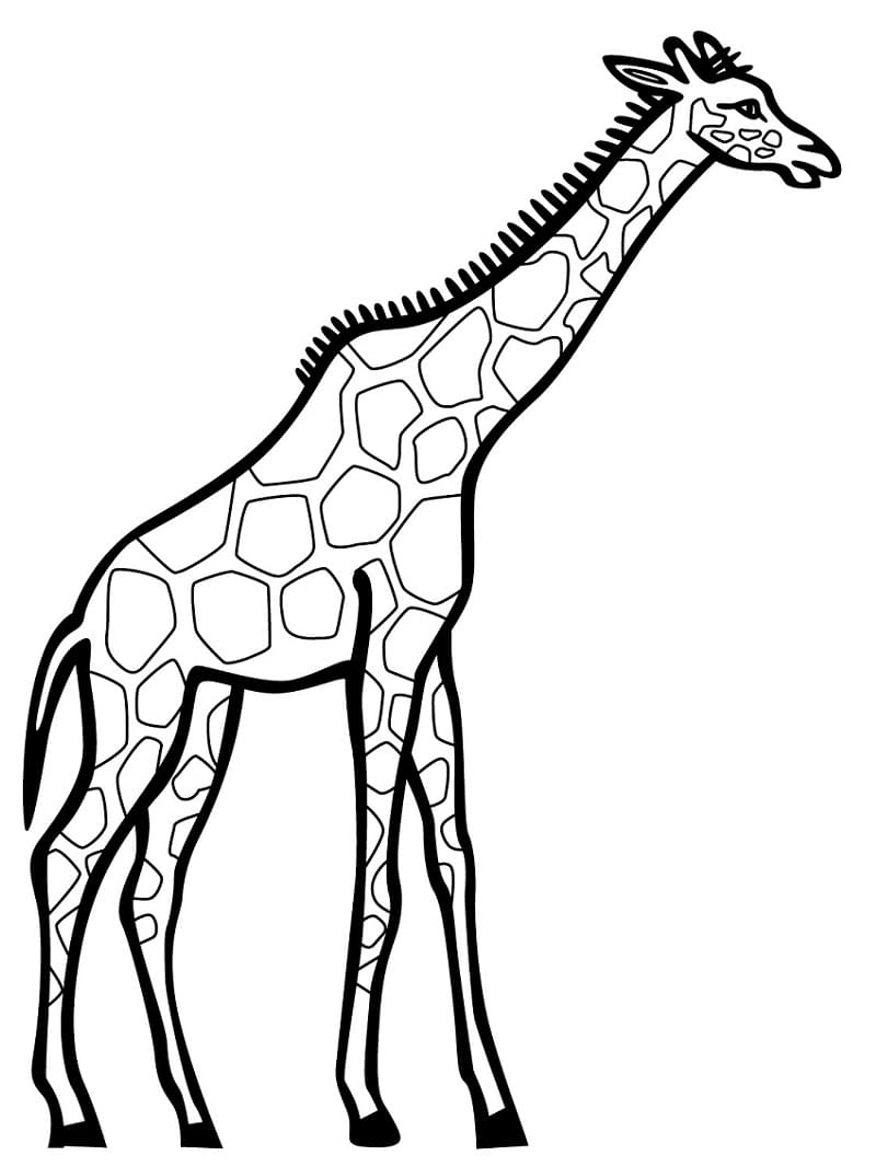 Giraf Gratis Idé Tegninger til Farvelægning