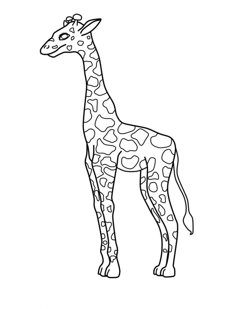 Giraf I Fødderne Tegninger til Farvelægning
