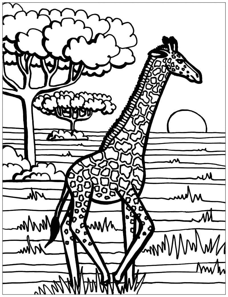 Giraf I Naturen Tegninger til Farvelægning