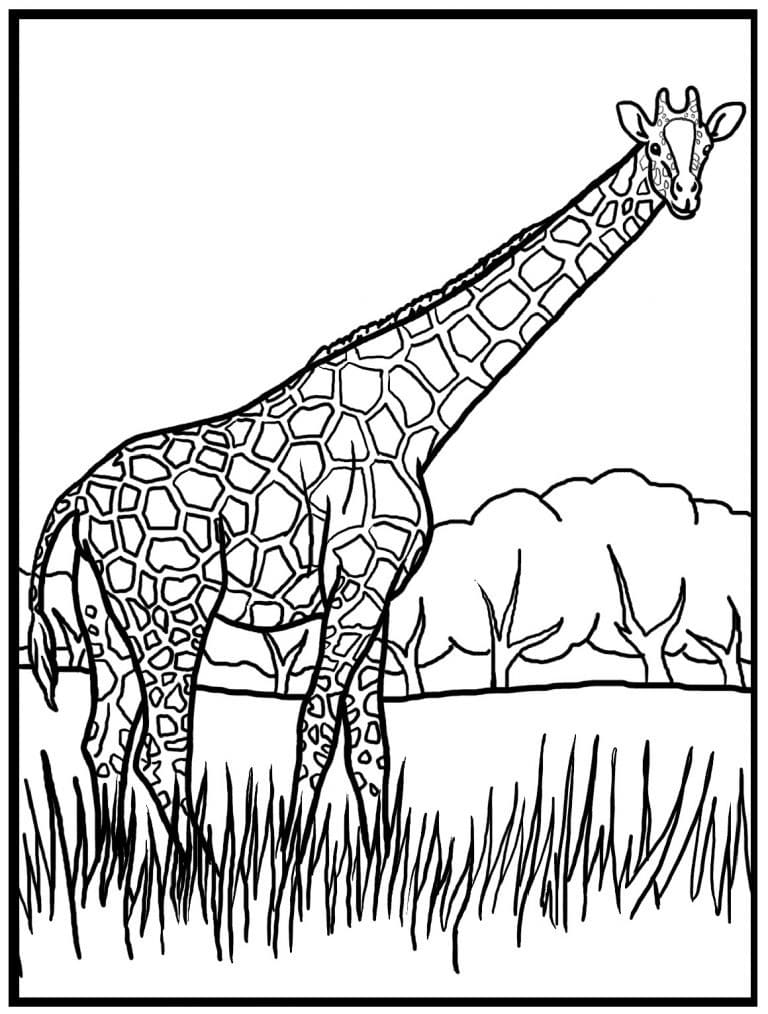 Giraf Med Græs Tegninger til Farvelægning