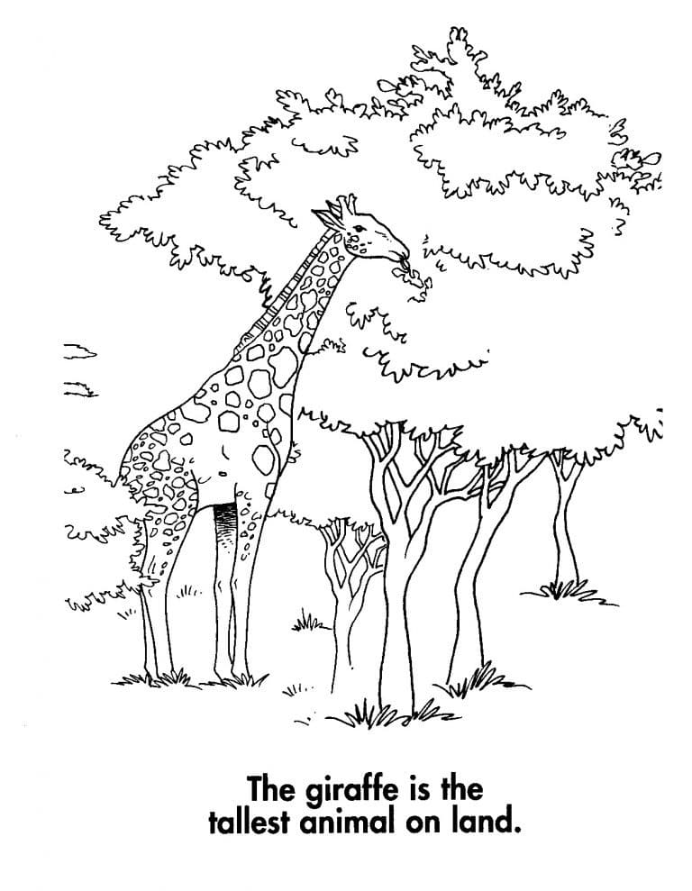 Giraf Med Træer Tegninger til Farvelægning
