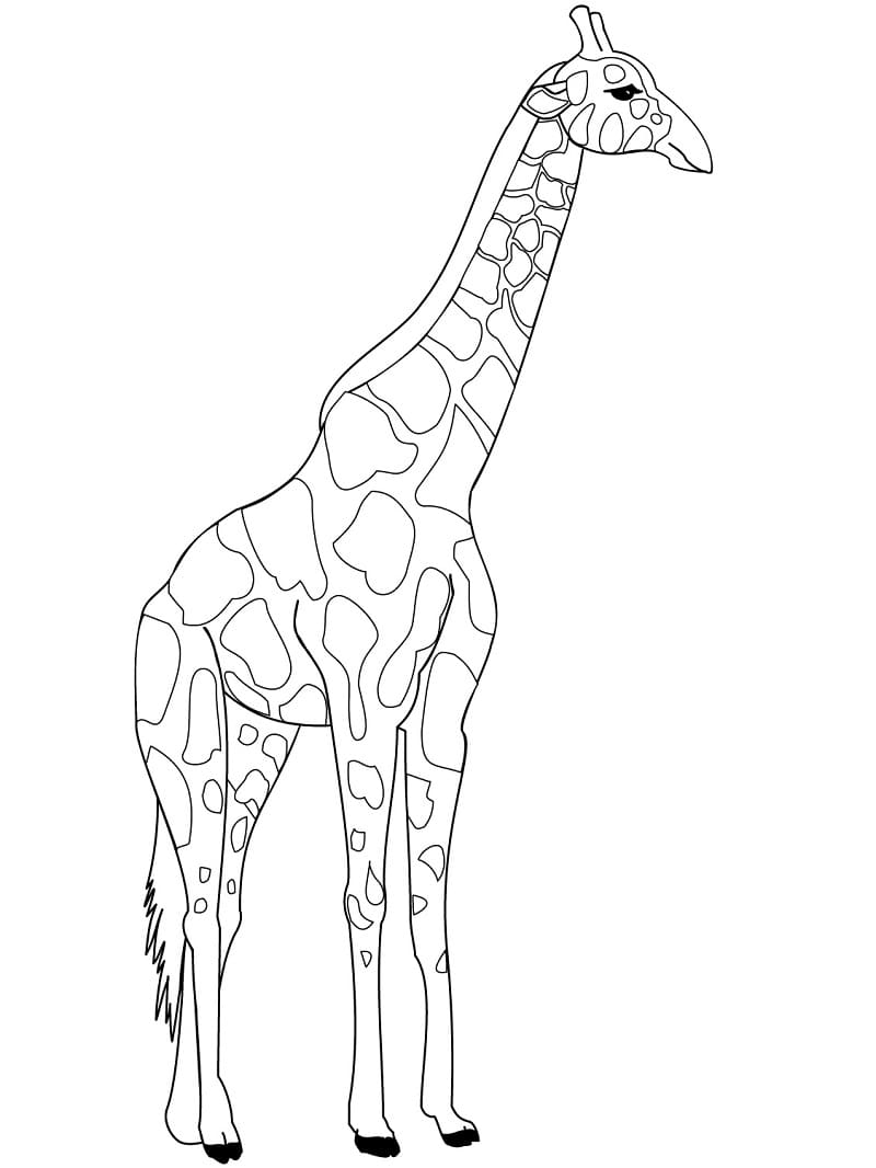 Giraf Tegning Tegninger til Farvelægning