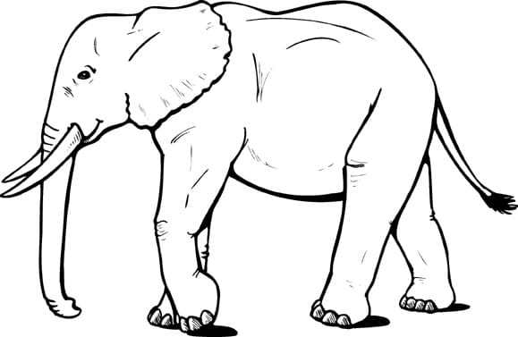 Gratis Elefant Grafik Tegninger til Farvelægning