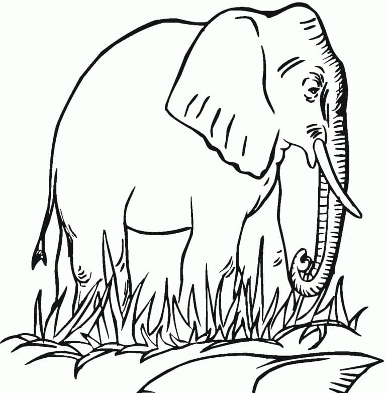 Grundlæggende Elefantstående Tegninger til Farvelægning