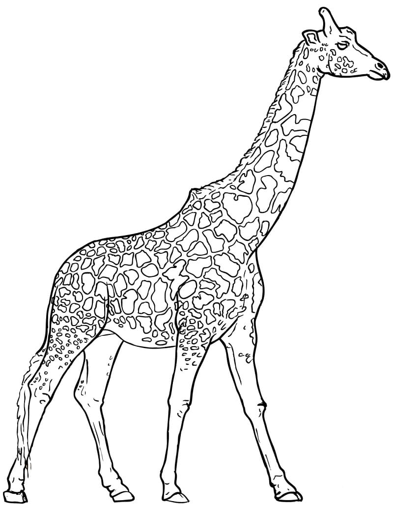 Grundlæggende Stående Giraf Tegninger til Farvelægning