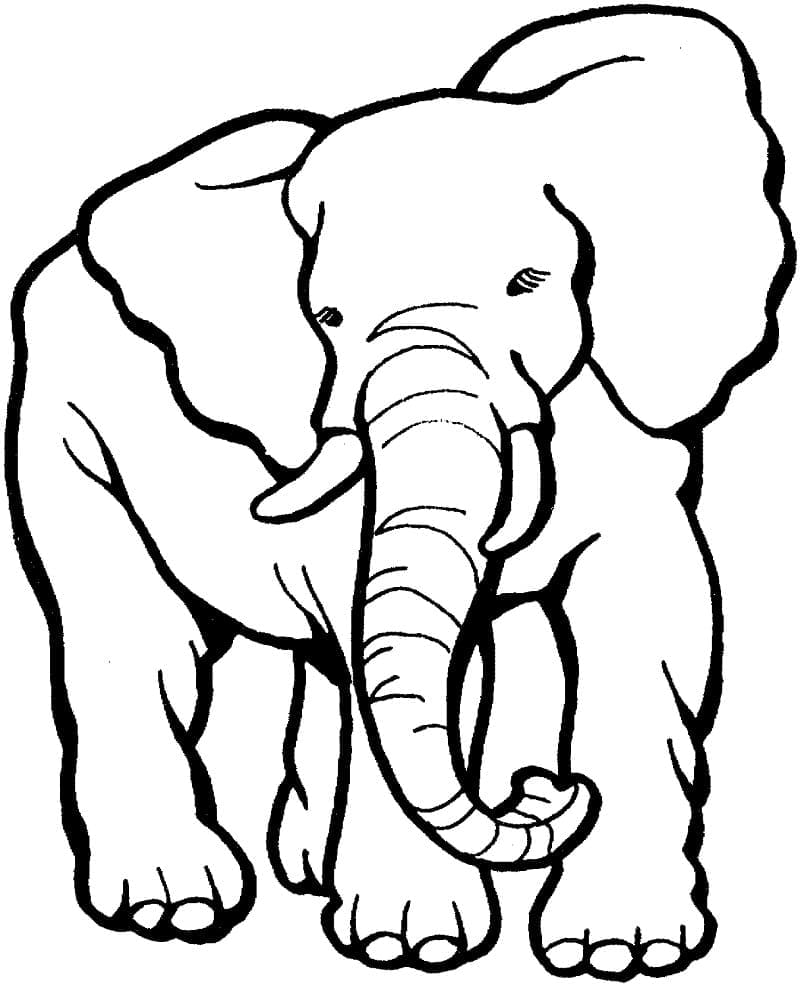 Grundlæggende Tegning Elefant Tegninger til Farvelægning