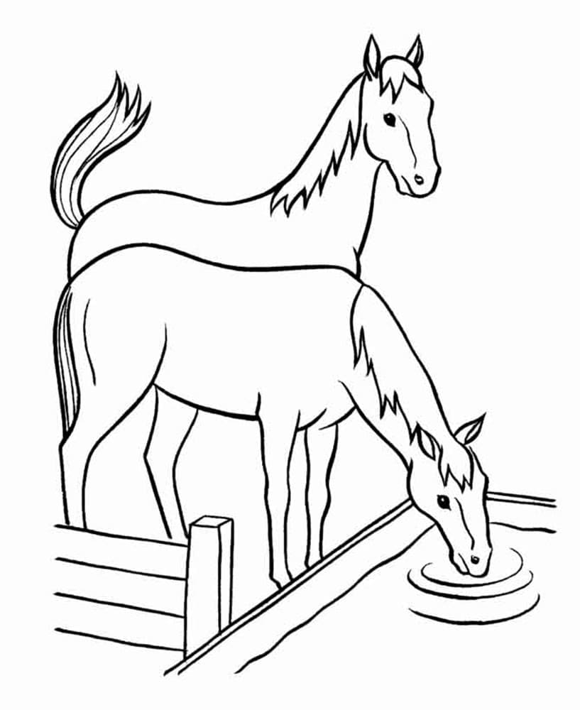 Heste Drikkevand Tegninger til Farvelægning