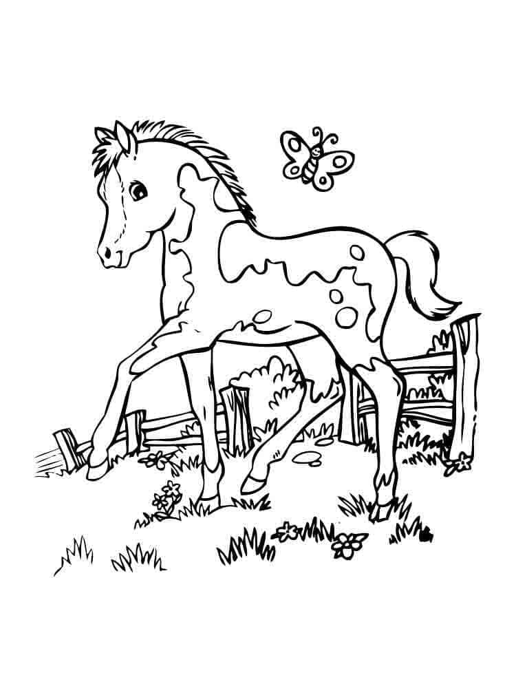 Lille Hest Og Sommerfugl Tegninger til Farvelægning