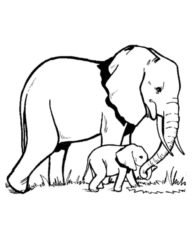 Elefant Tegninger til Farvelægning