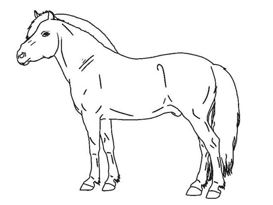 Perfekt Hest Tegninger til Farvelægning