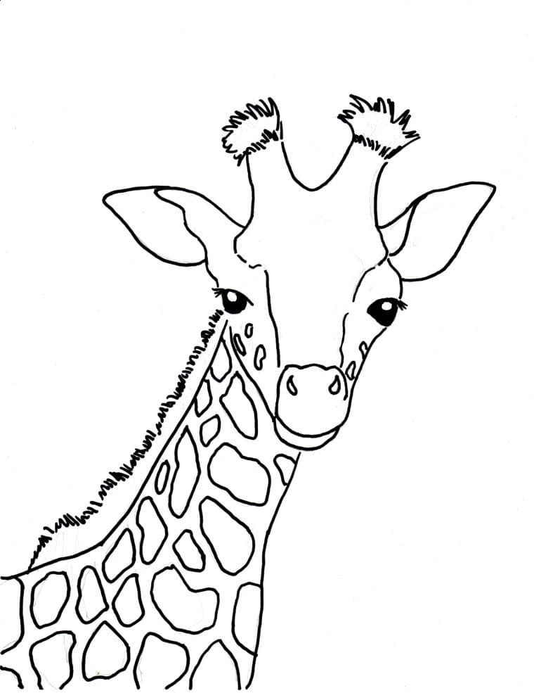 Portræt Af Giraffen Tegninger til Farvelægning