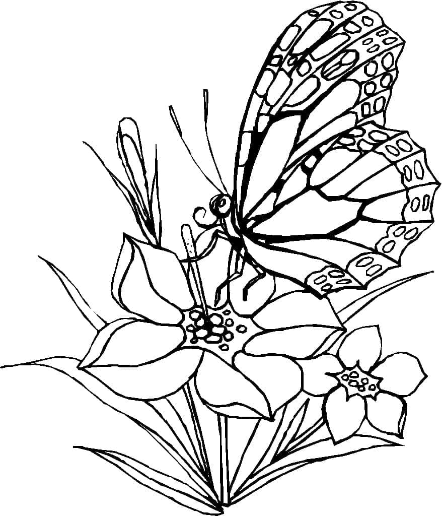 Sommerfugl Med Blomster Tegninger til Farvelægning