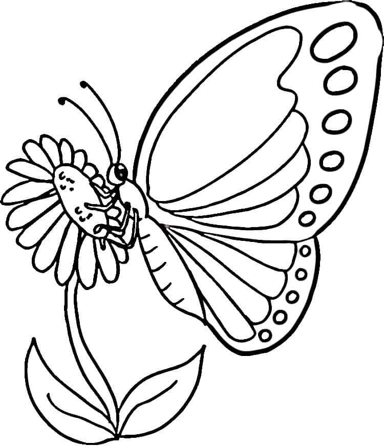Sommerfugl På En Blomst Tegninger til Farvelægning
