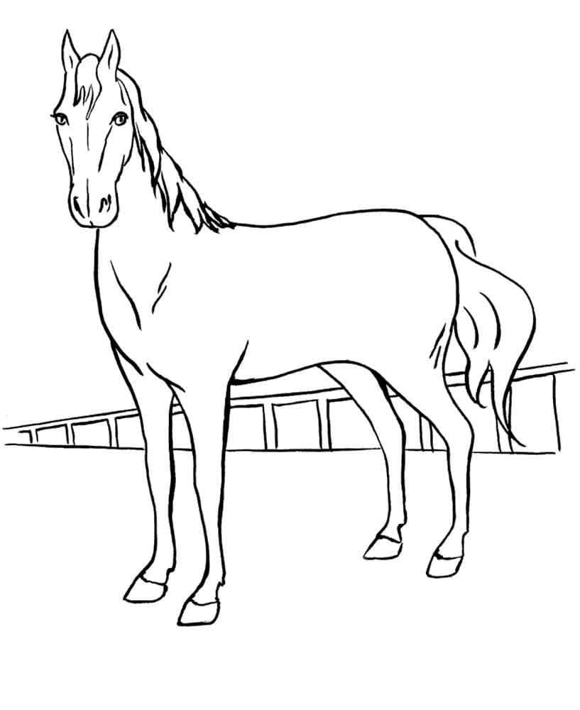 Stående Hest Tegninger til Farvelægning