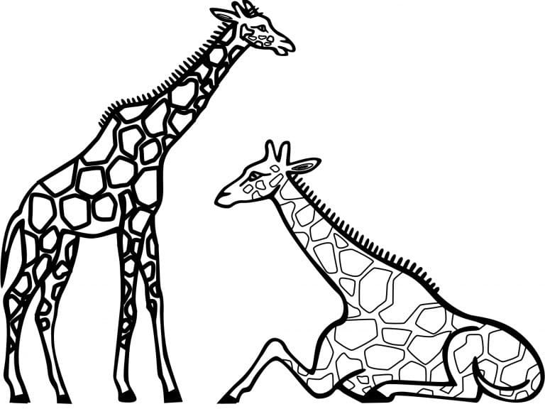 Tegning Af To Giraffer Tegninger til Farvelægning