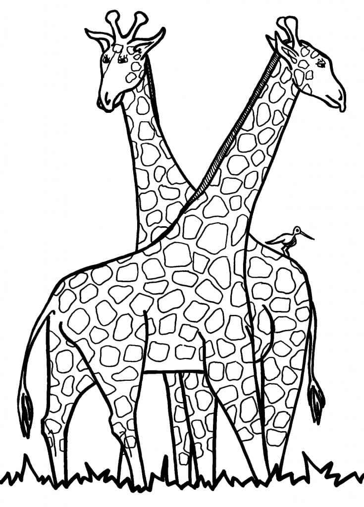 To Giraffer Er For Voksne Tegninger til Farvelægning