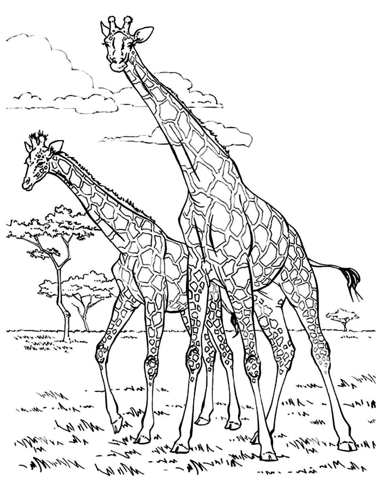 To Giraffer Tegninger til Farvelægning