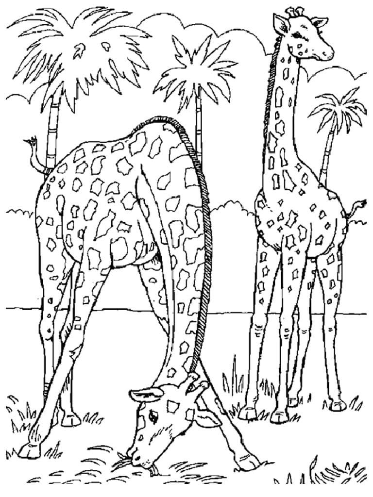To Giraffer I Junglen Tegninger til Farvelægning