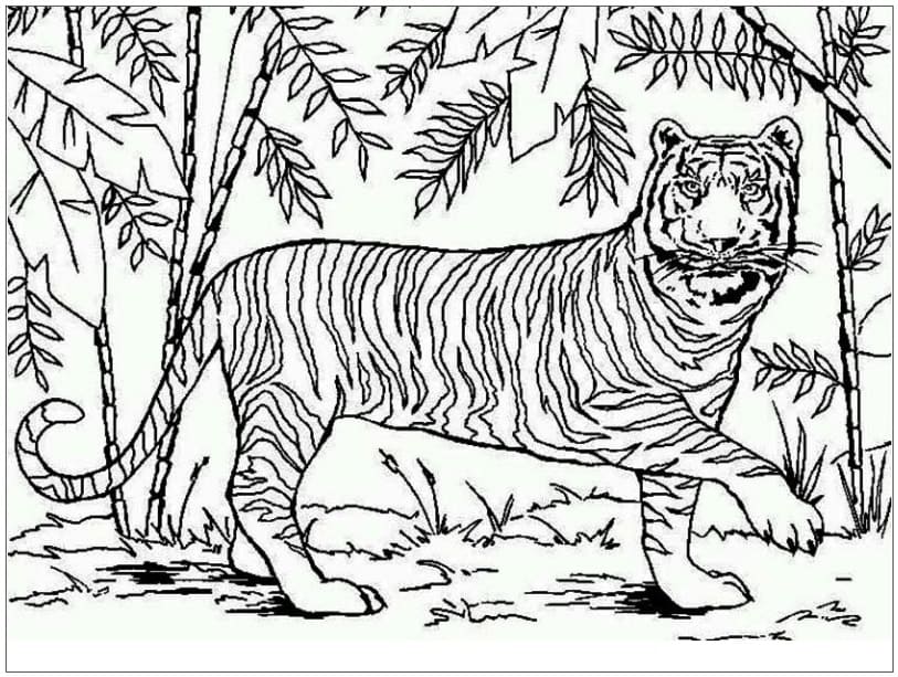 Asiatisk Tiger Tegninger til Farvelægning