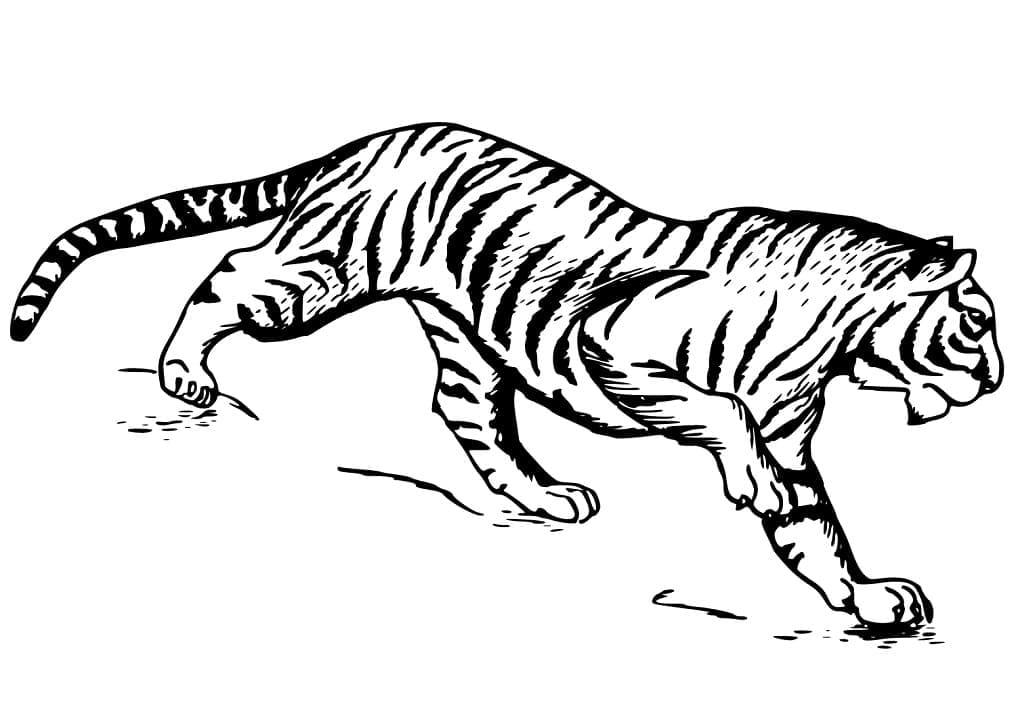 Fantastisk Tiger Tegninger til Farvelægning