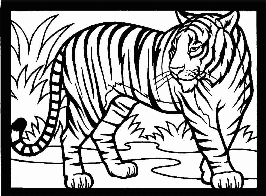 Grundlæggende Tiger Tegninger til Farvelægning
