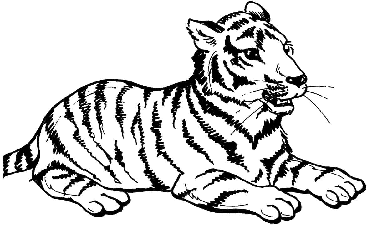 Grundlæggende Tiger Liggende Tegninger til Farvelægning