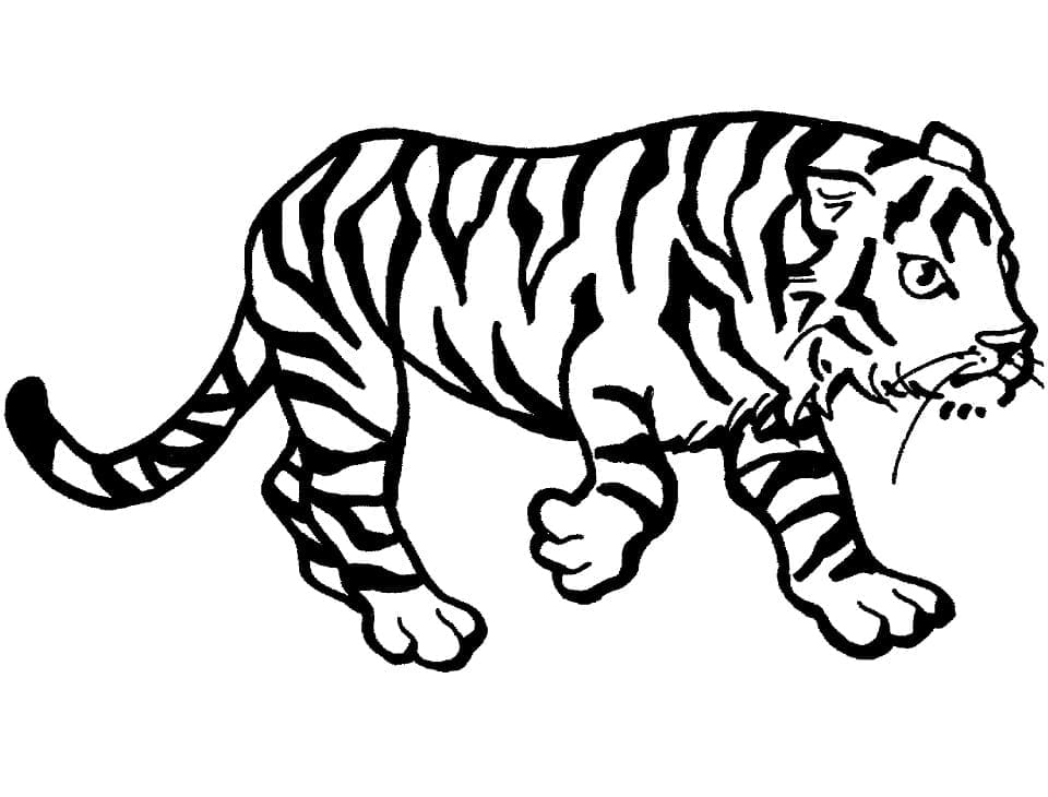 Grundlæggende Tigervandring Tegninger til Farvelægning