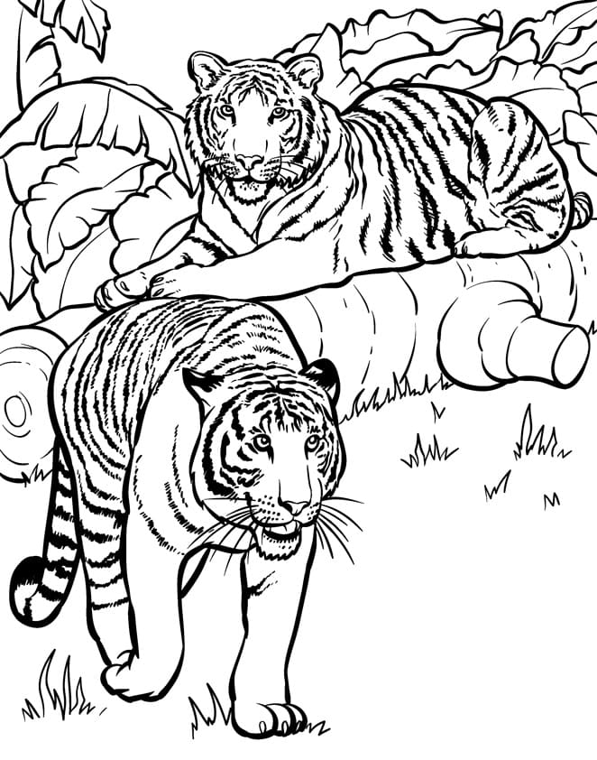Grundlæggende To Tiger Tegninger til Farvelægning