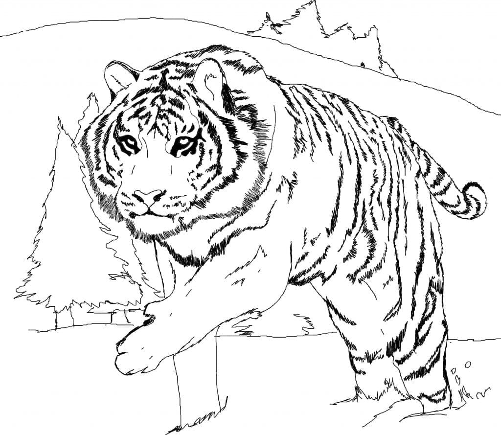 Hvid Tiger Går Tegninger til Farvelægning