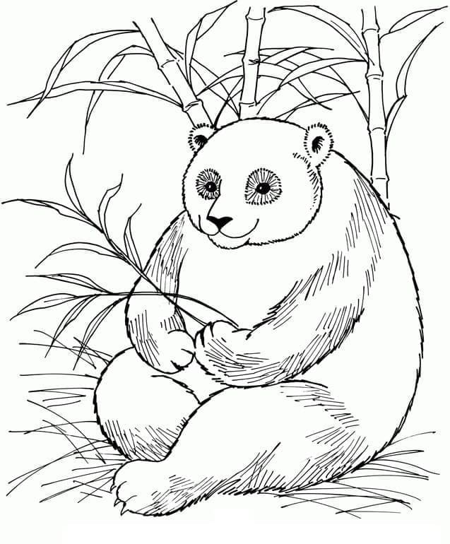 Kæmpe-Panda Kan Udskrives Tegninger til Farvelægning
