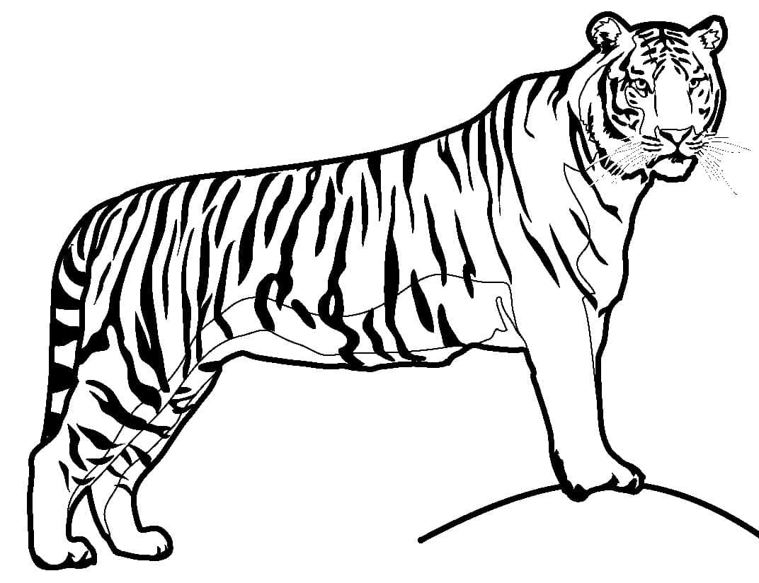 Normal Tiger Tegninger til Farvelægning