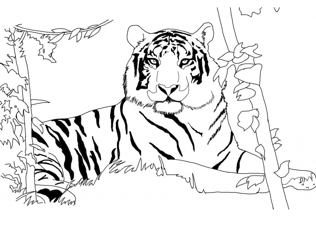 Normal Tiger Liggende Tegninger til Farvelægning