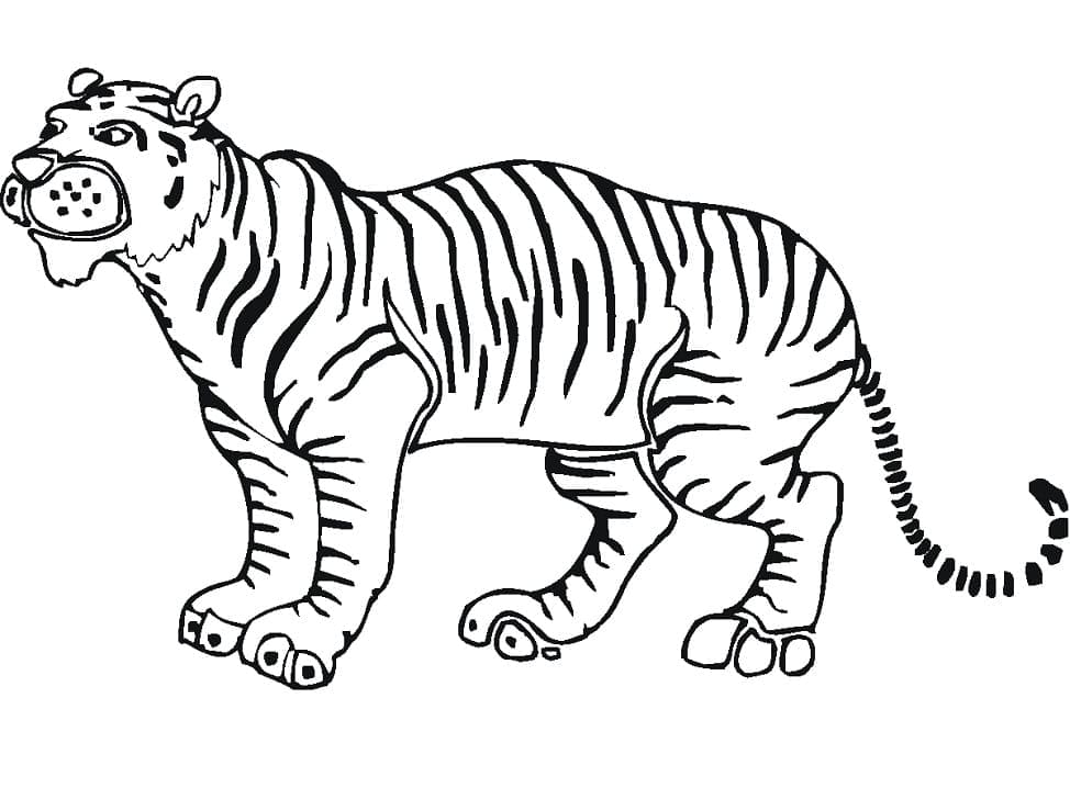 Perfekt Tiger Tegninger til Farvelægning