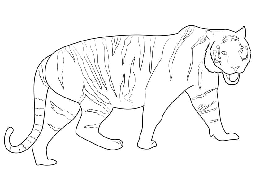 Simpel Tiger Tegninger til Farvelægning