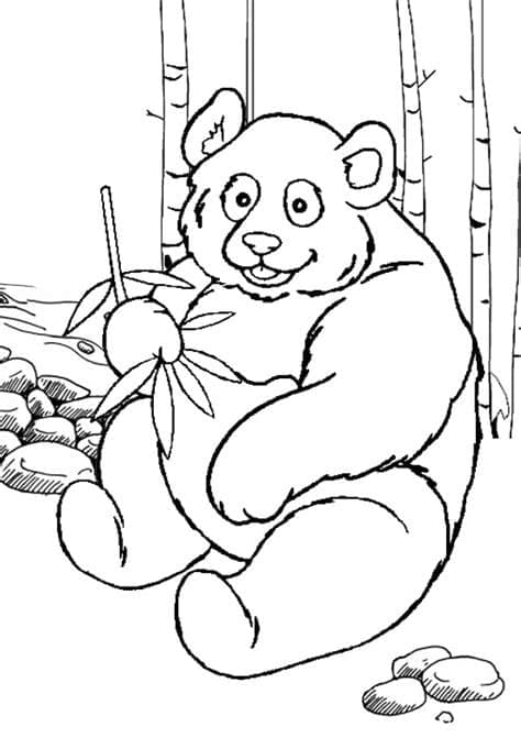Panda Tegninger til Farvelægning