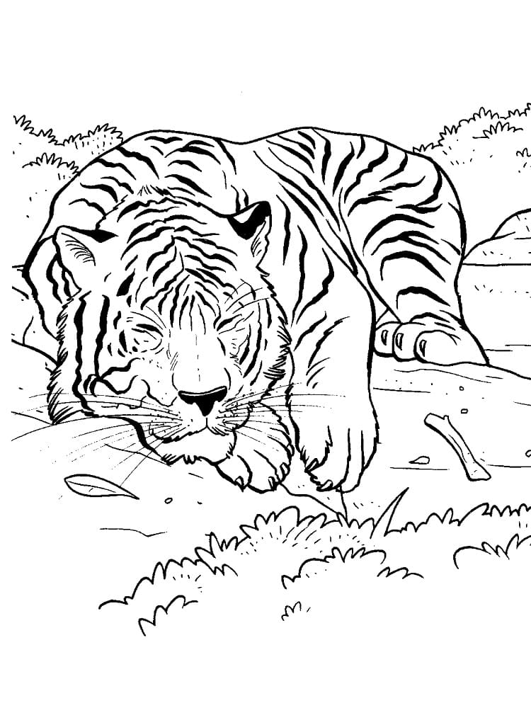 Sød Sovende Tiger Tegninger til Farvelægning