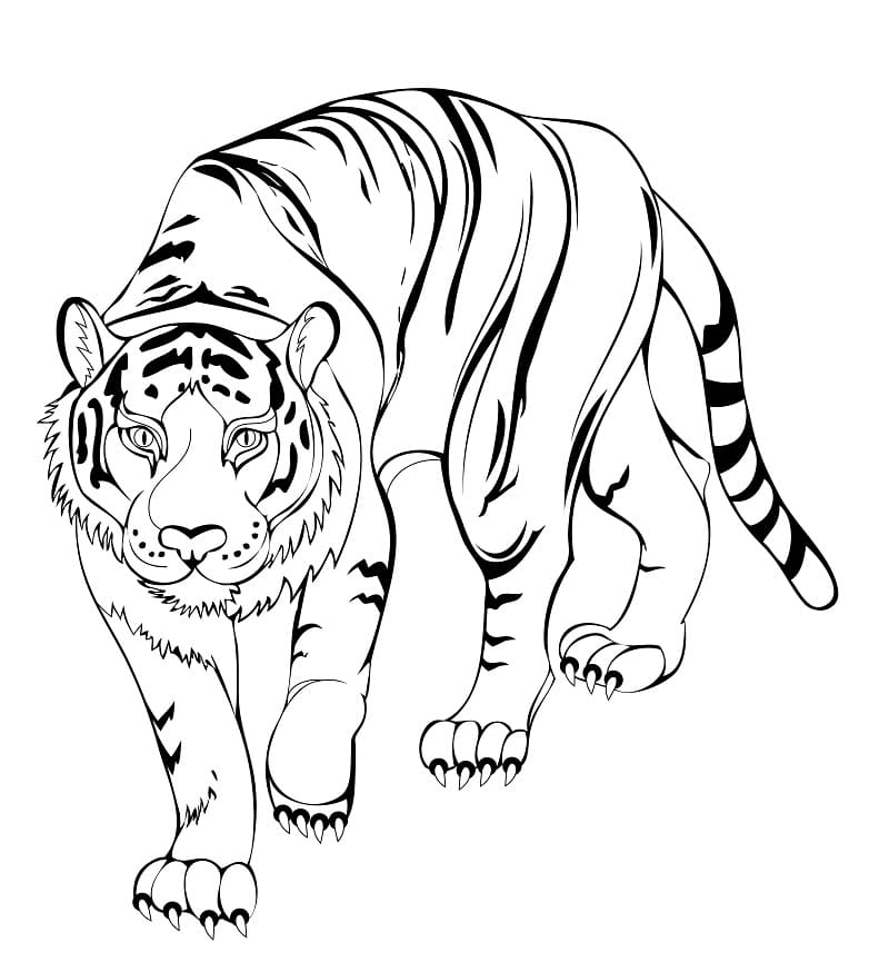 Stor Tiger Tegninger til Farvelægning