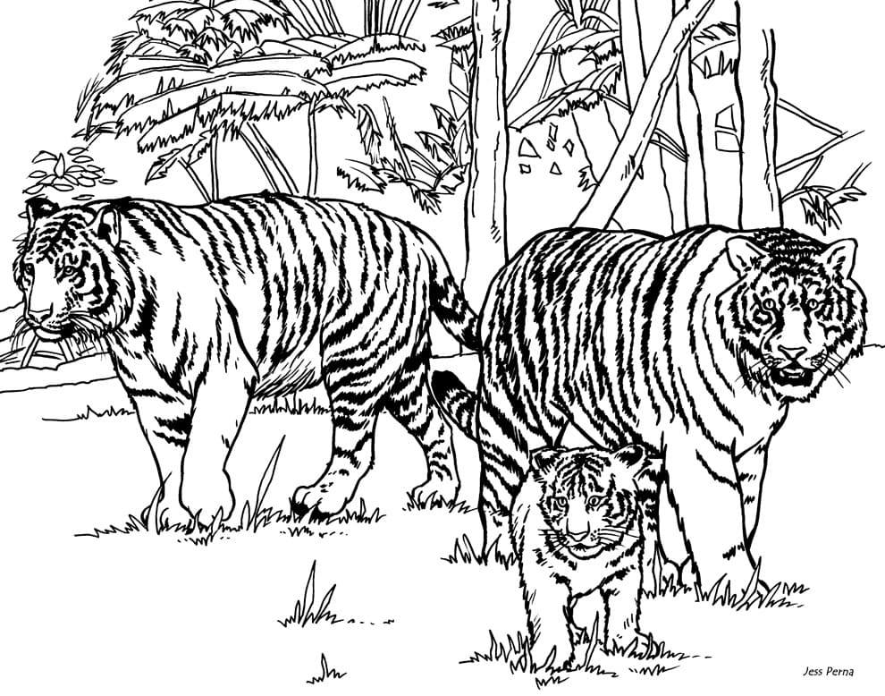 Tiger Familie Tegninger til Farvelægning