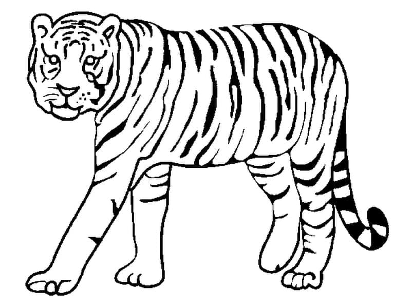 Tiger For Gratis Tegninger til Farvelægning