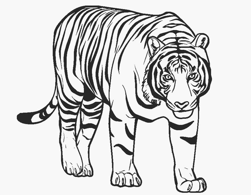 Tiger Går Tegninger til Farvelægning