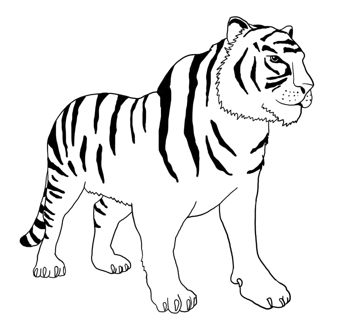 Tiger Gratis At Bruge Tegninger til Farvelægning