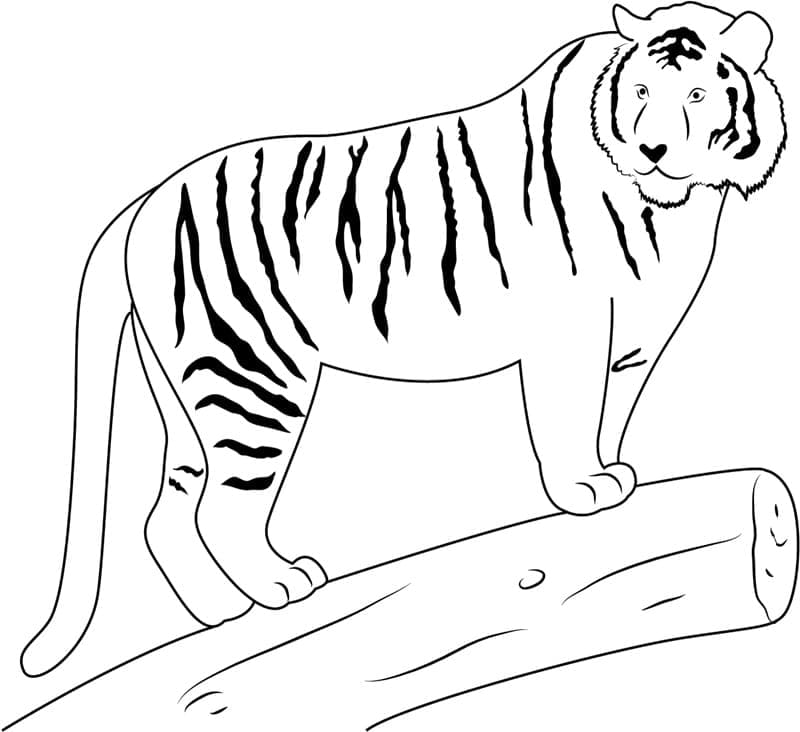Tiger Gratis Download Tegninger til Farvelægning