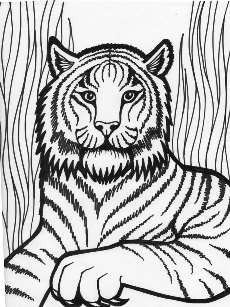 Tiger i Det Vilde Tegninger til Farvelægning