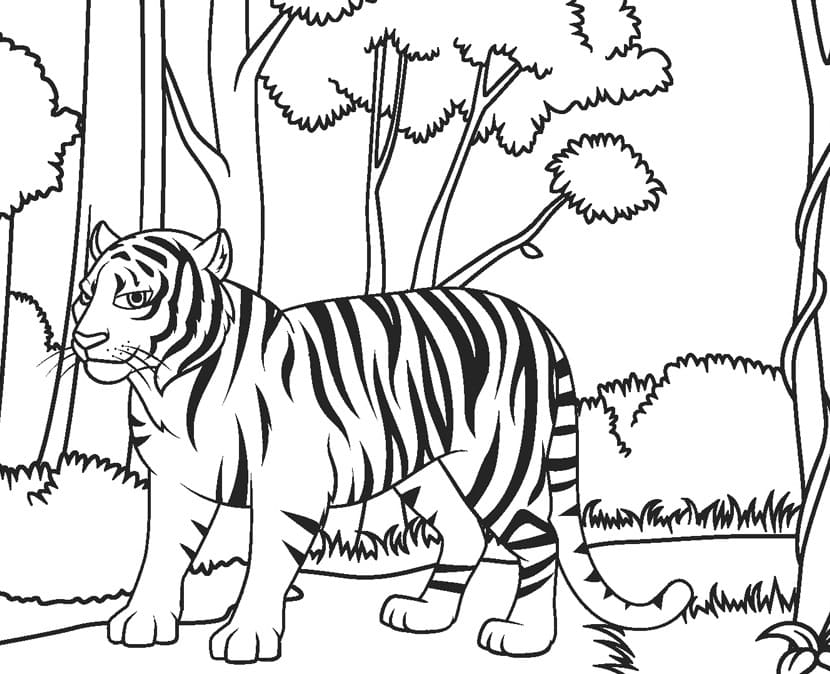 Tiger i Skoven Tegninger til Farvelægning