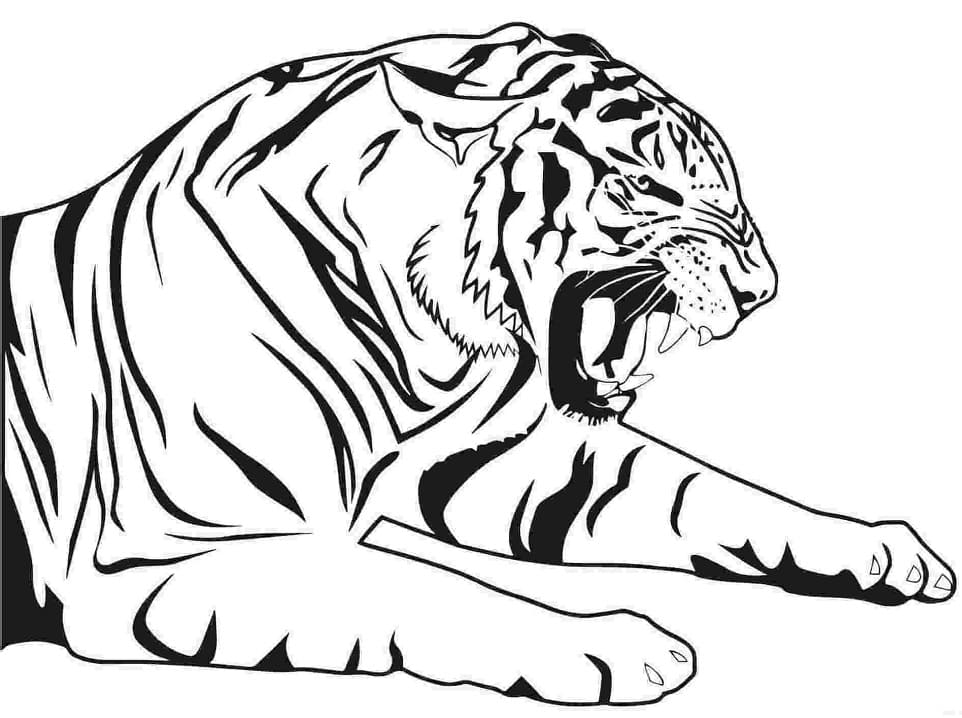 Tiger Tegning Tegninger til Farvelægning